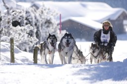 Lenk 2013